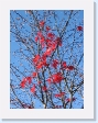 Maple leaves in Vancouver
